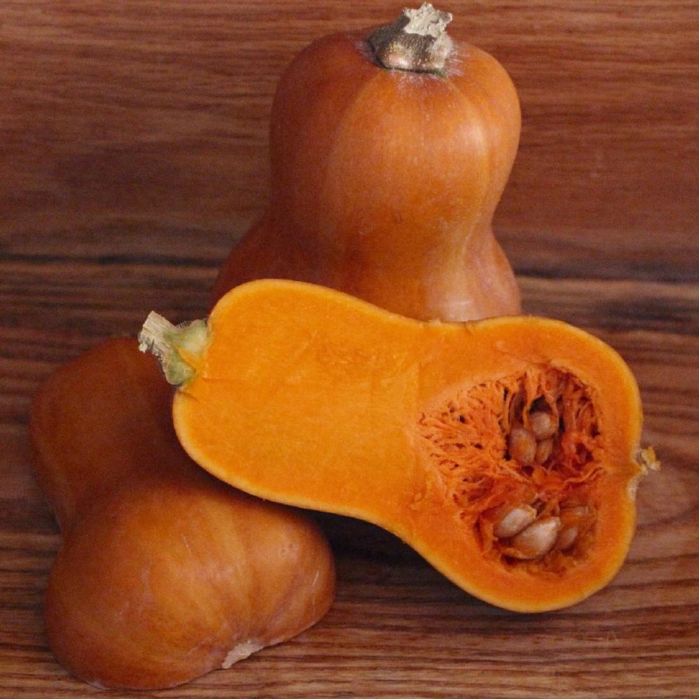Squash (Winter) Seeds - Honeynut