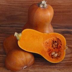 Squash (Winter) Seeds - Honeynut
