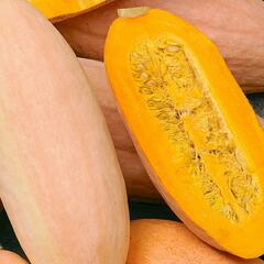 Squash (Winter) Seeds - Pink Banana Jumbo