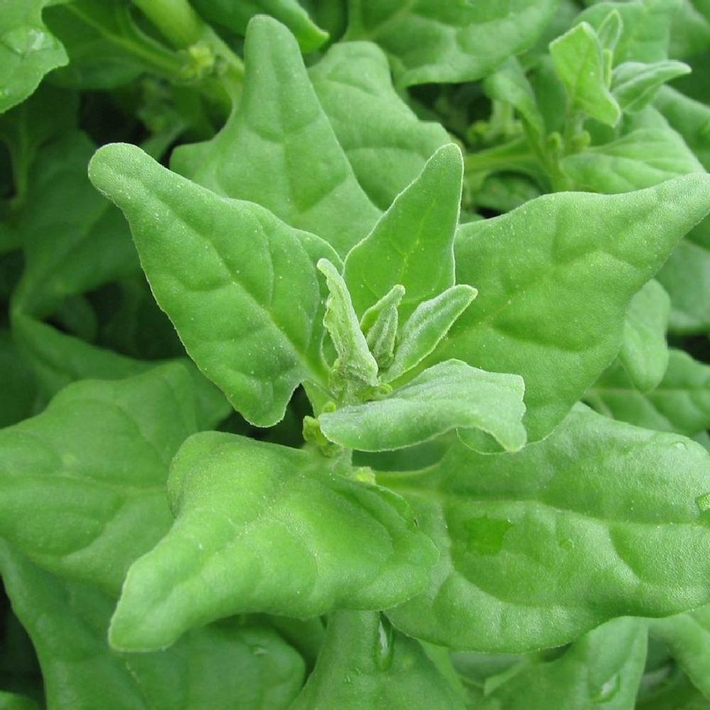 Spinach Seeds - New Zealand
