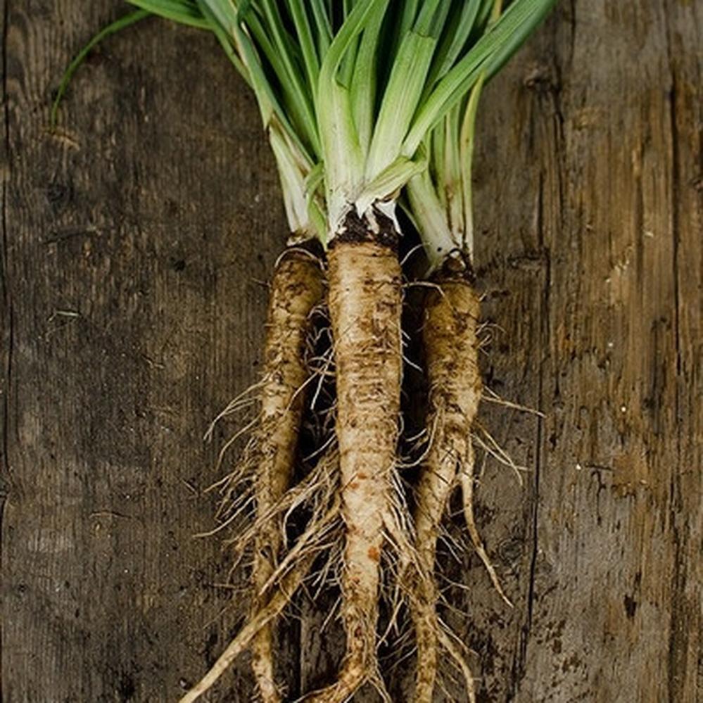 Salsify Seeds - Mammoth Sandwich Island
