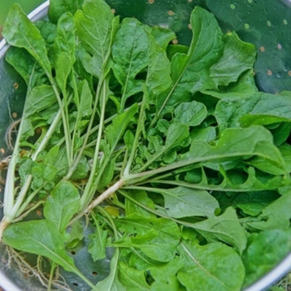 Turnip Seeds - Seven Top