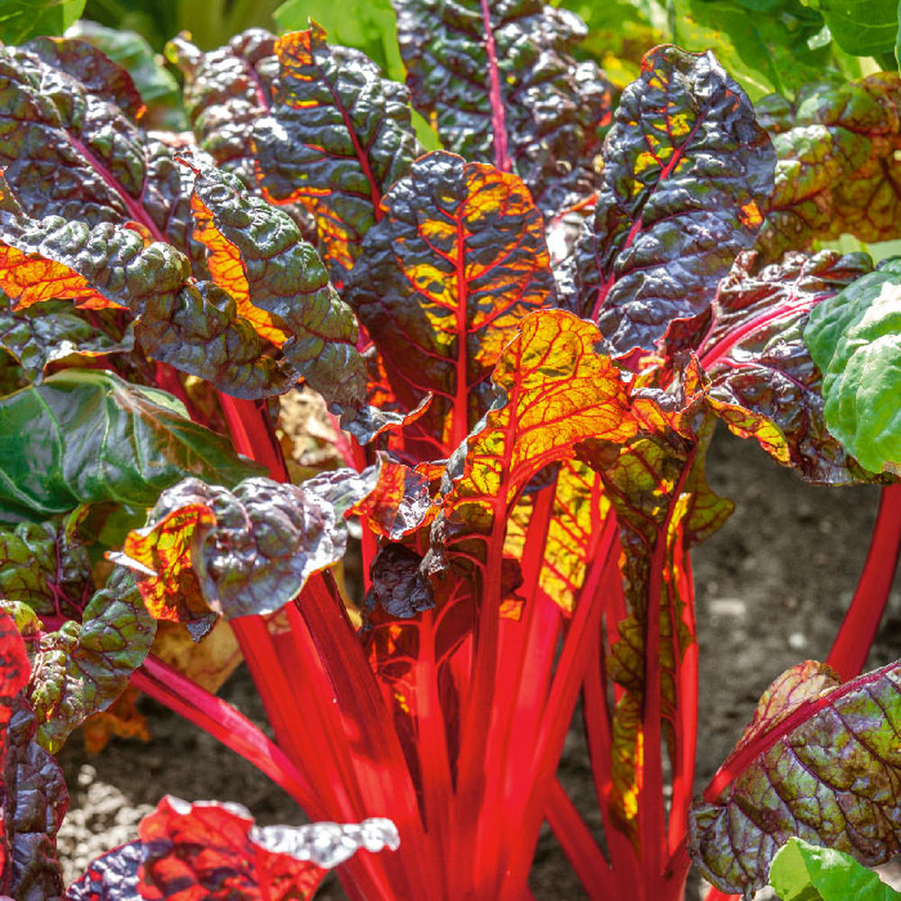 Swiss Chard Seeds (Organic) - Ruby Red