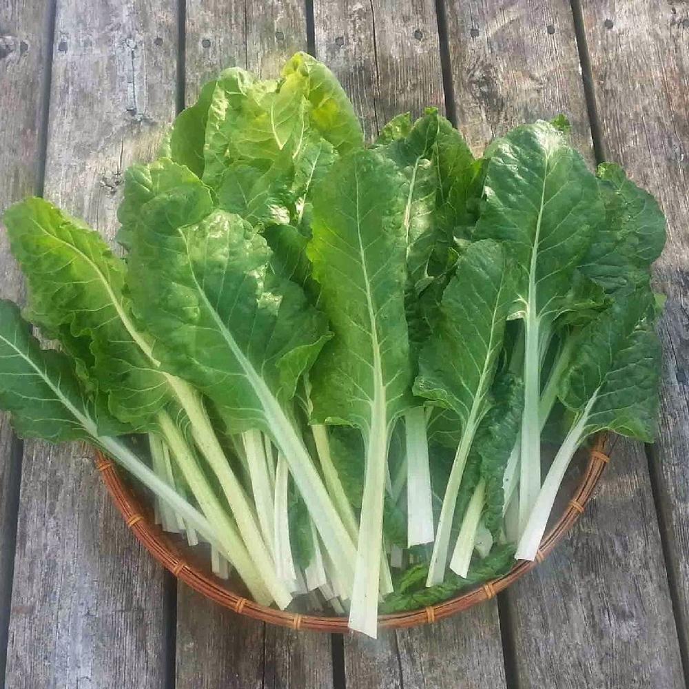Swiss Chard Seeds - Fordhook