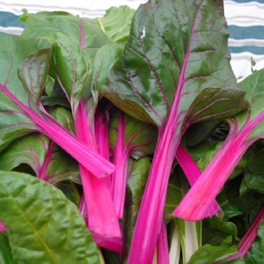 Swiss Chard Seeds - Pink Lipstick