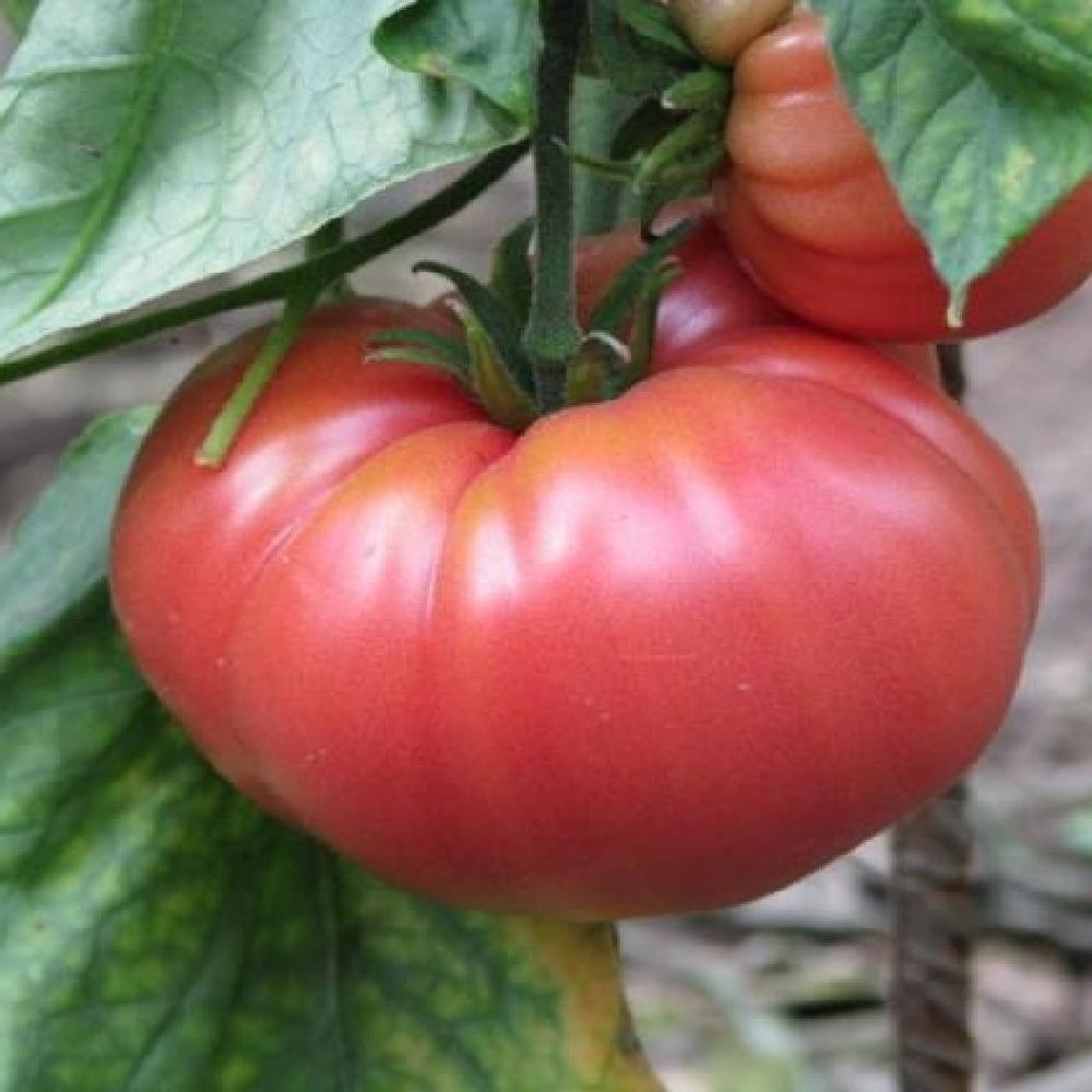 Tomato Seeds - German Johnson