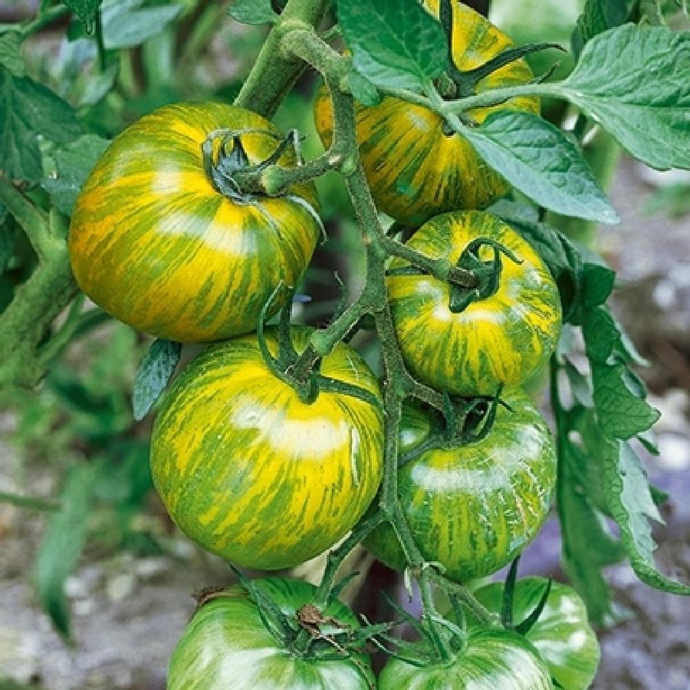 Tomato Seeds - Green Zebra
