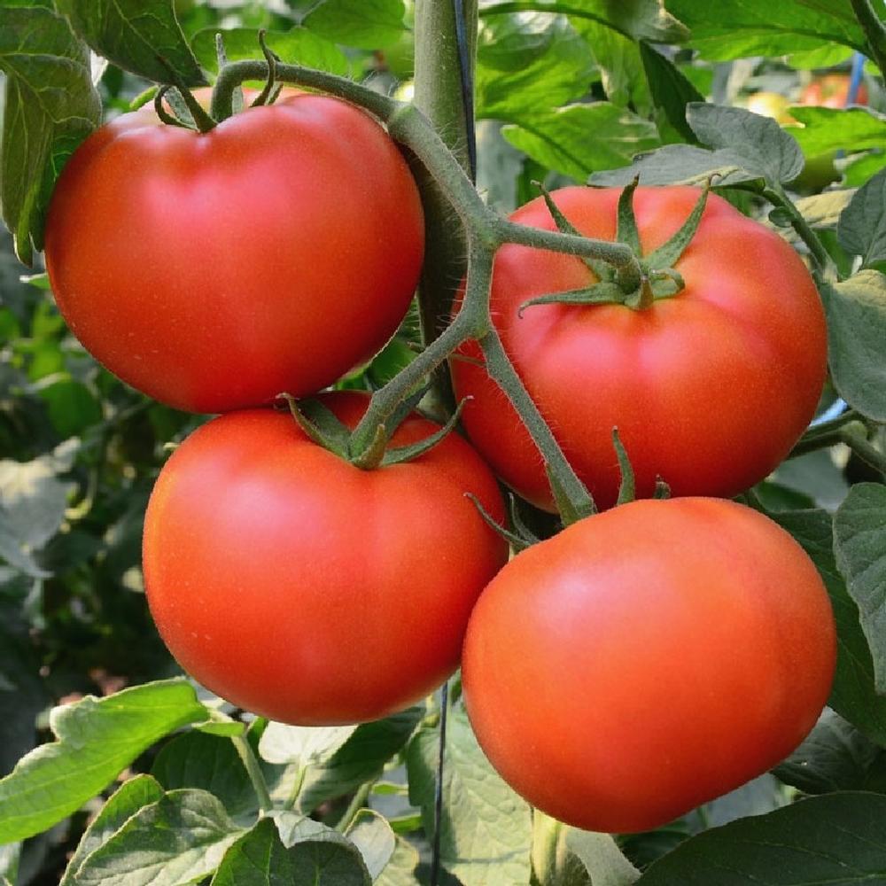 Tomato Seeds - Homestead