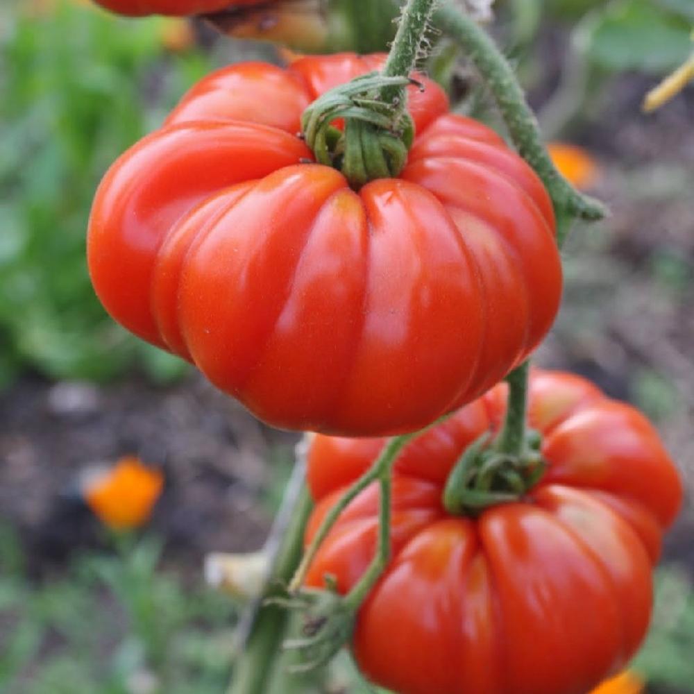 Tomato Seeds - Marmande VF