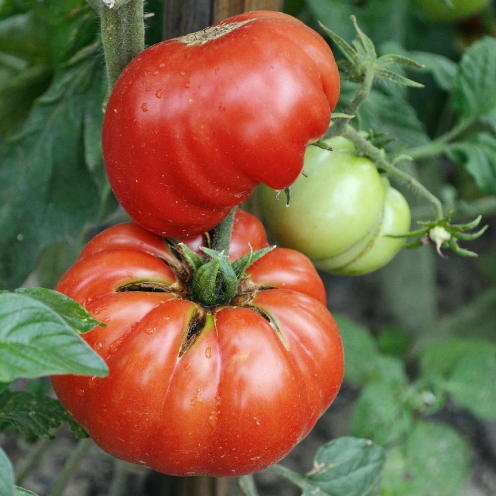 Tomato Seeds - Mortgage Lifter