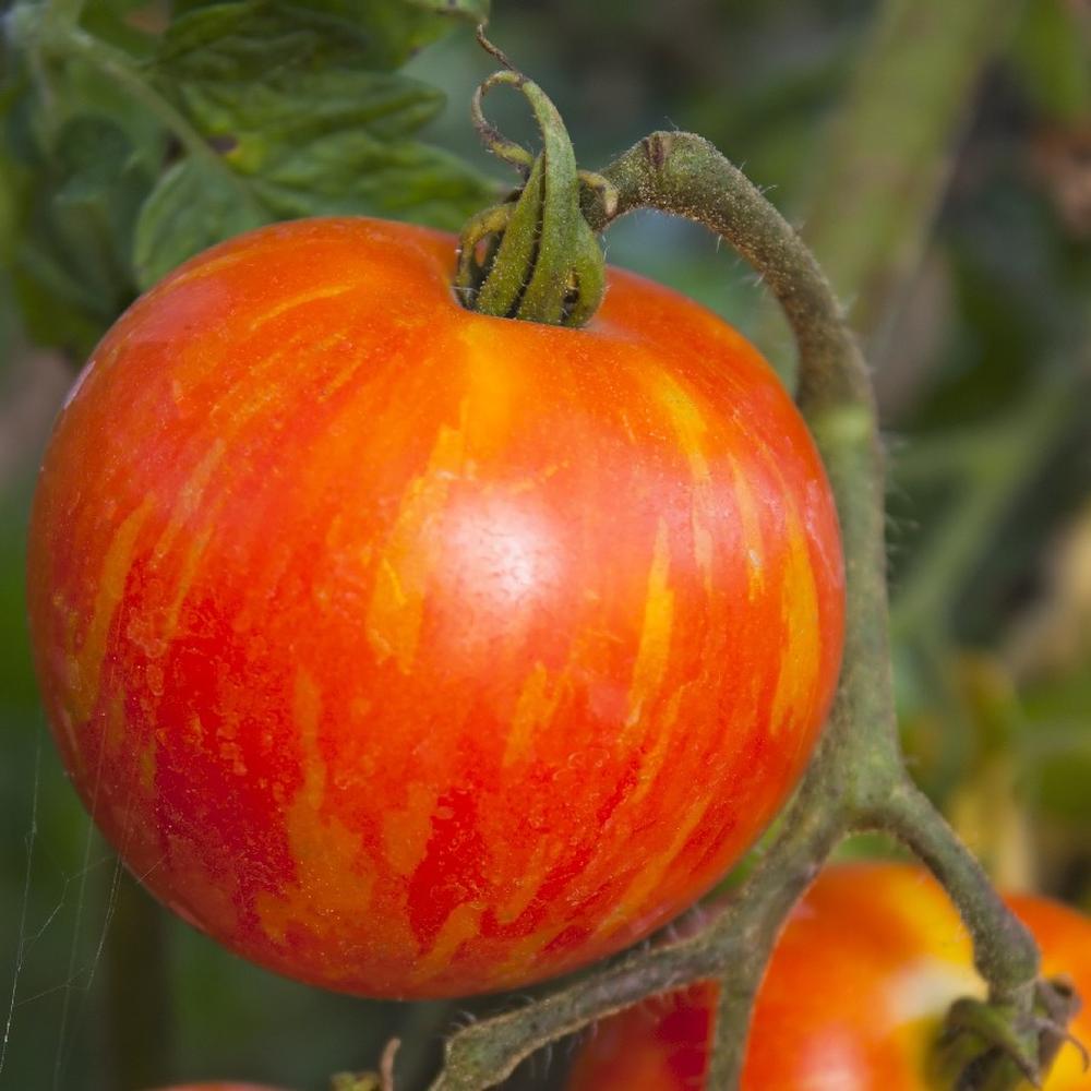 Tomato Seeds - Mr. Stripey