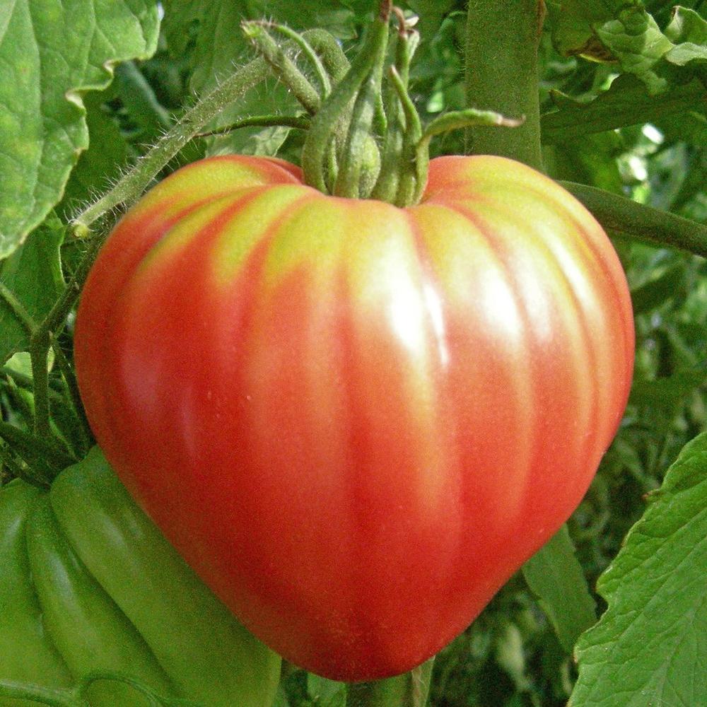 Tomato Seeds - Oxheart Pink