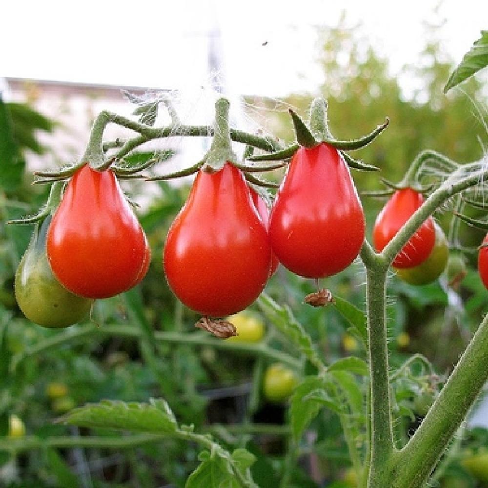 Tomato Seeds - Red Pear