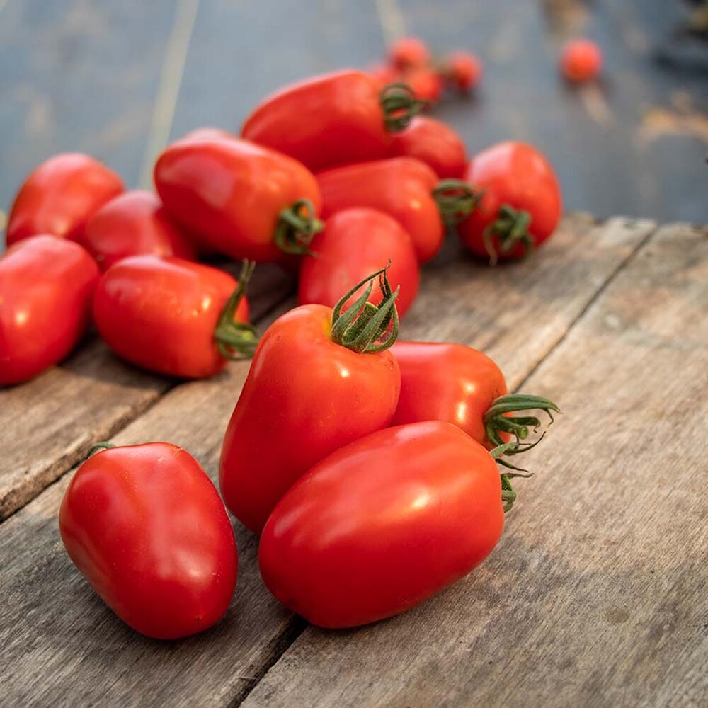 Tomato Seeds - Trutti-Frutti Paprika F1