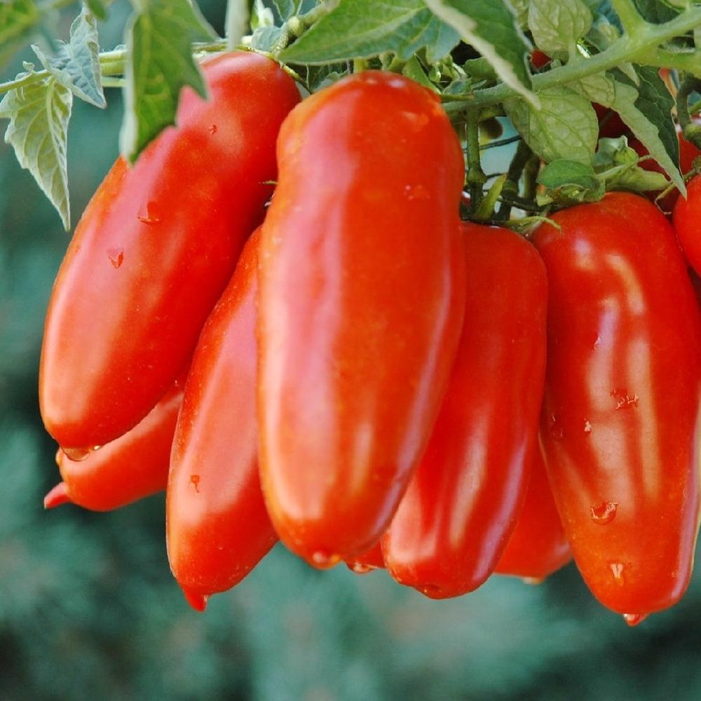 Tomato Seeds - San Marzano