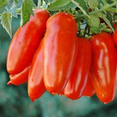 Tomato Seeds - San Marzano