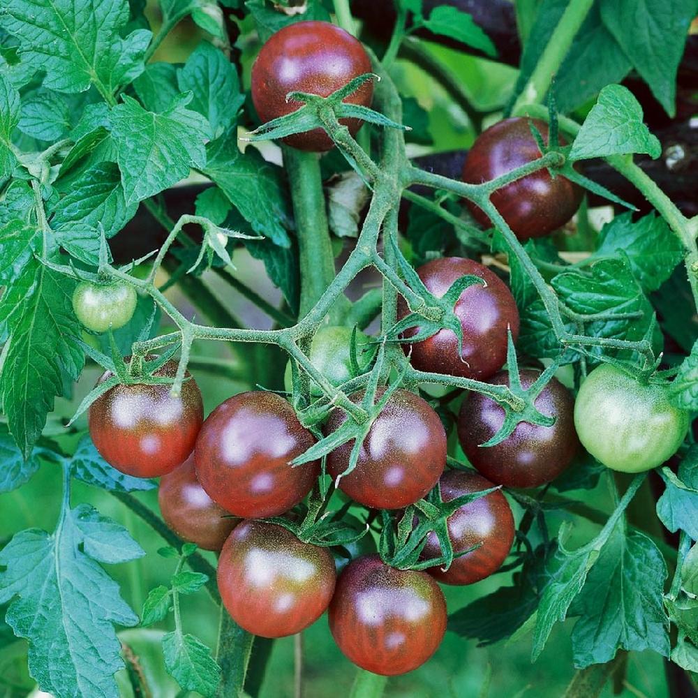 Tomato Seeds - Black Cherry