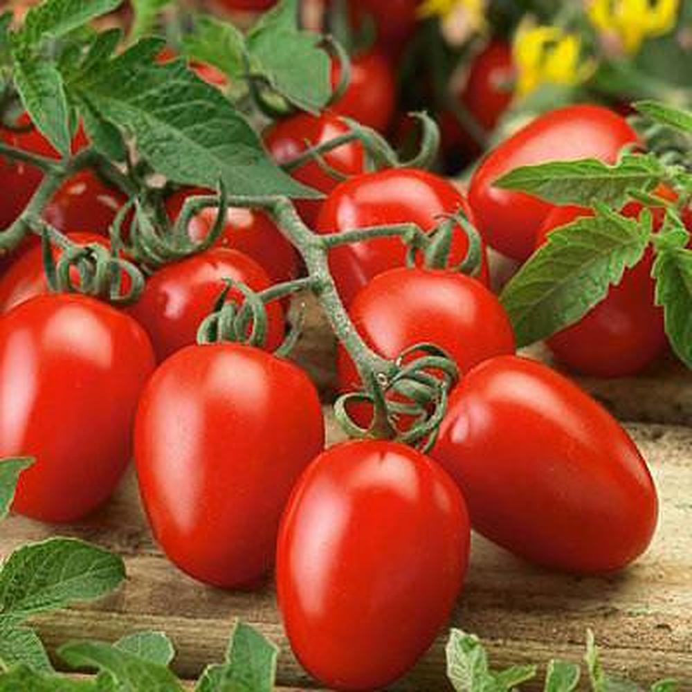Tomato Seeds - Roma VF