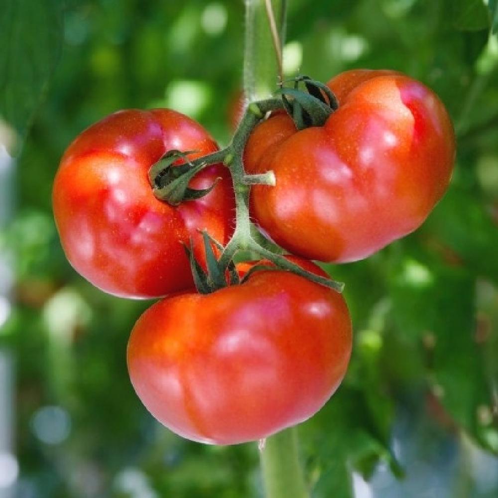 Tomato Seeds - Stupice