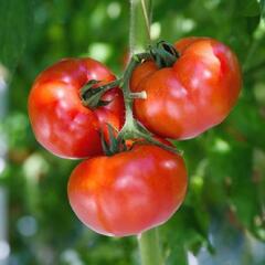 Tomato Seeds - Stupice