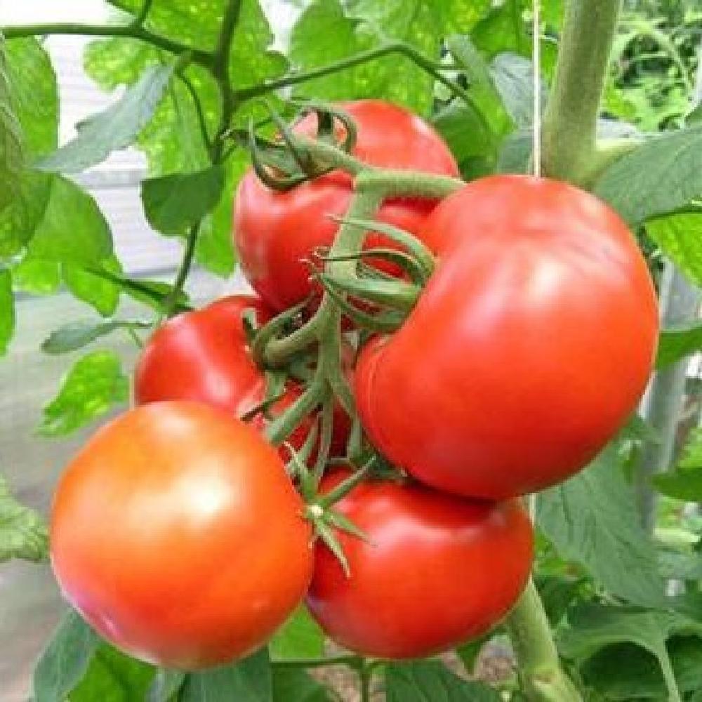 Tomato Seeds - Rutgers VF