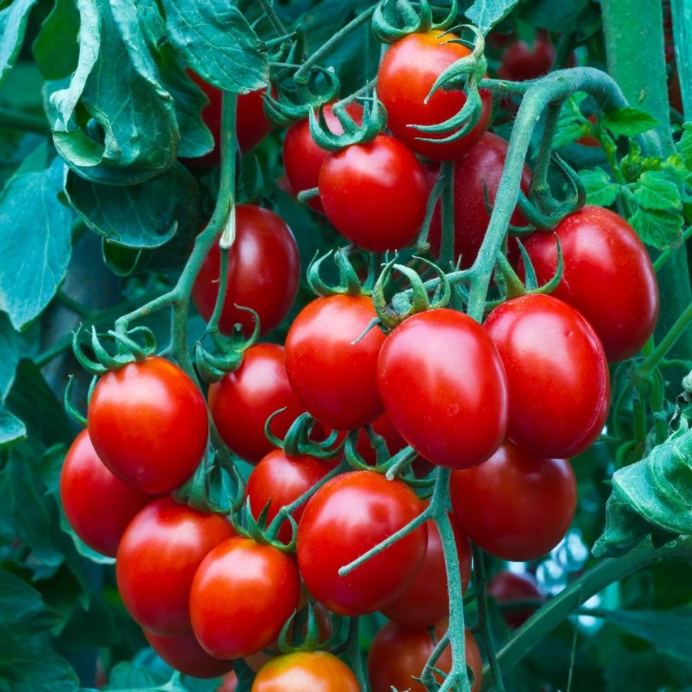 Tomato Seeds - Small Red Cherry