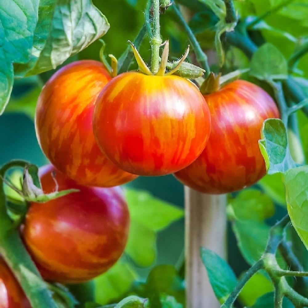 Tomato Seeds - Tigerella