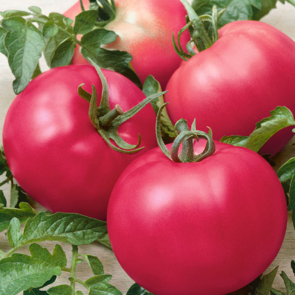 Tomato Seeds - Chefs Choice Pink F1