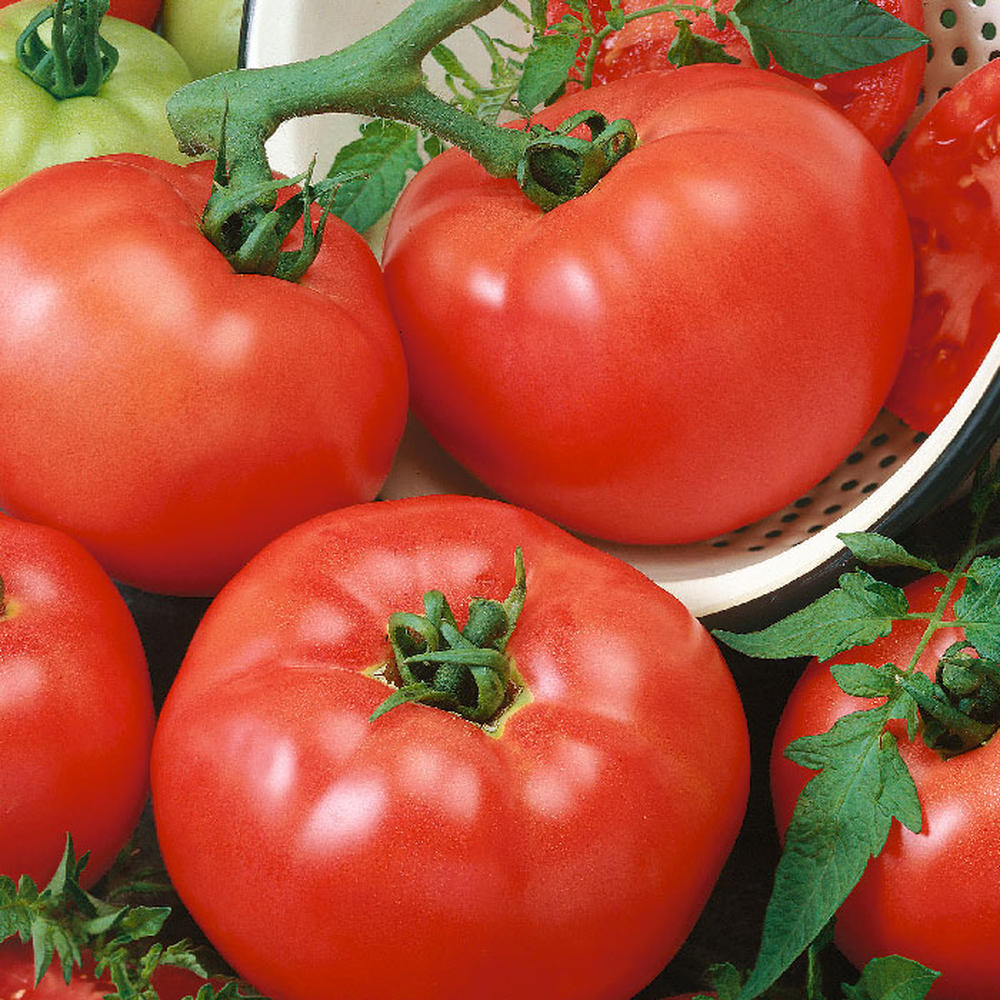 Tomato Seeds - Container Choice Red F1
