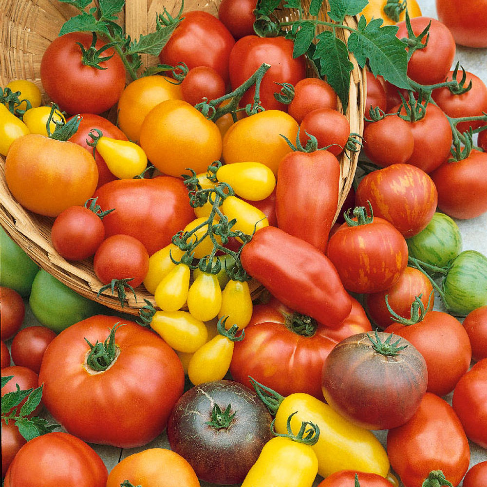 Tomato Seeds - Culinary Blend