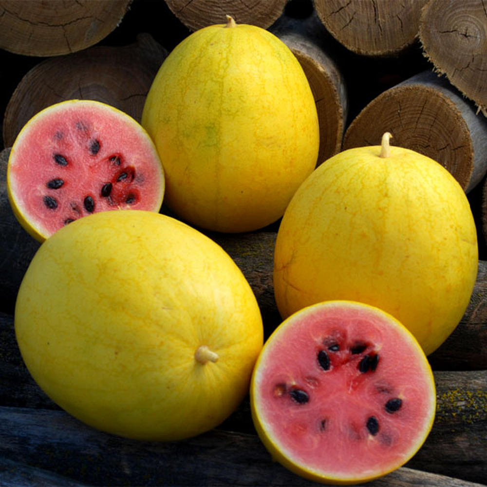 Watermelon Seeds - Golden Midget