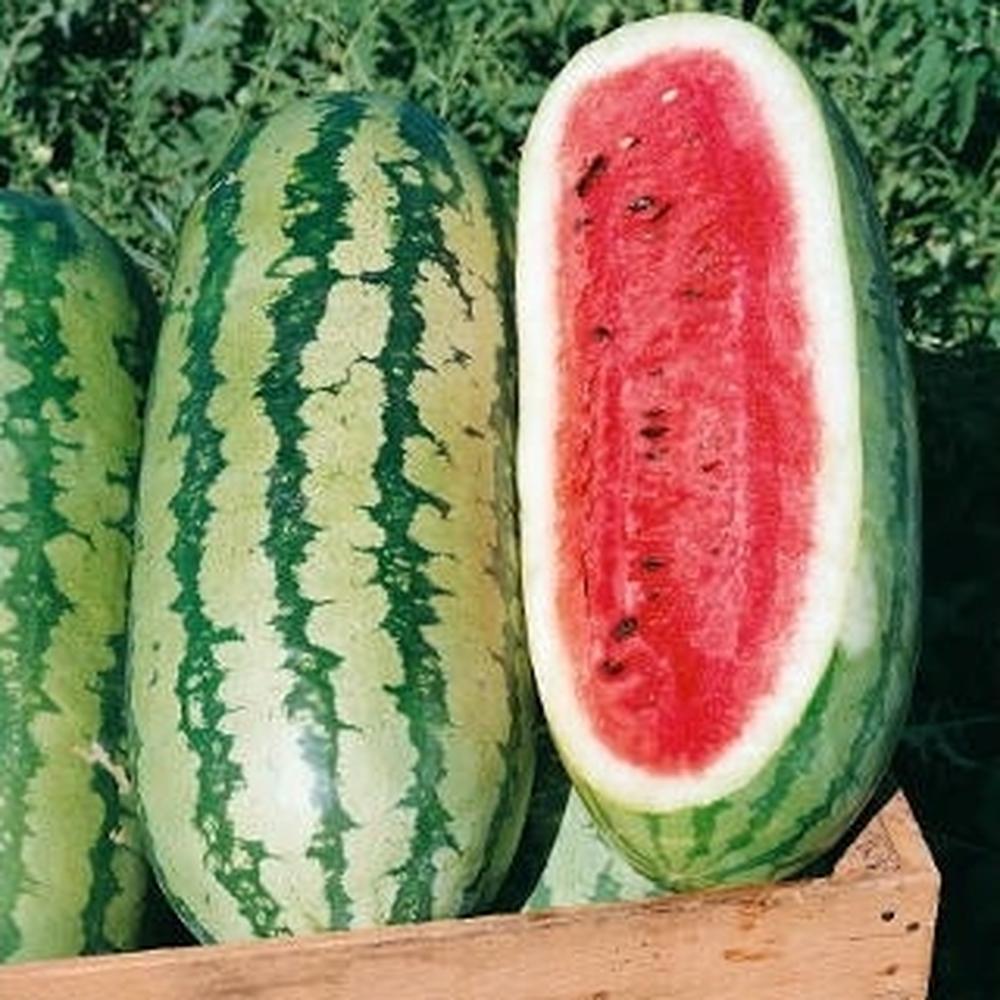 Watermelon Seeds - Georgia Rattlesnake