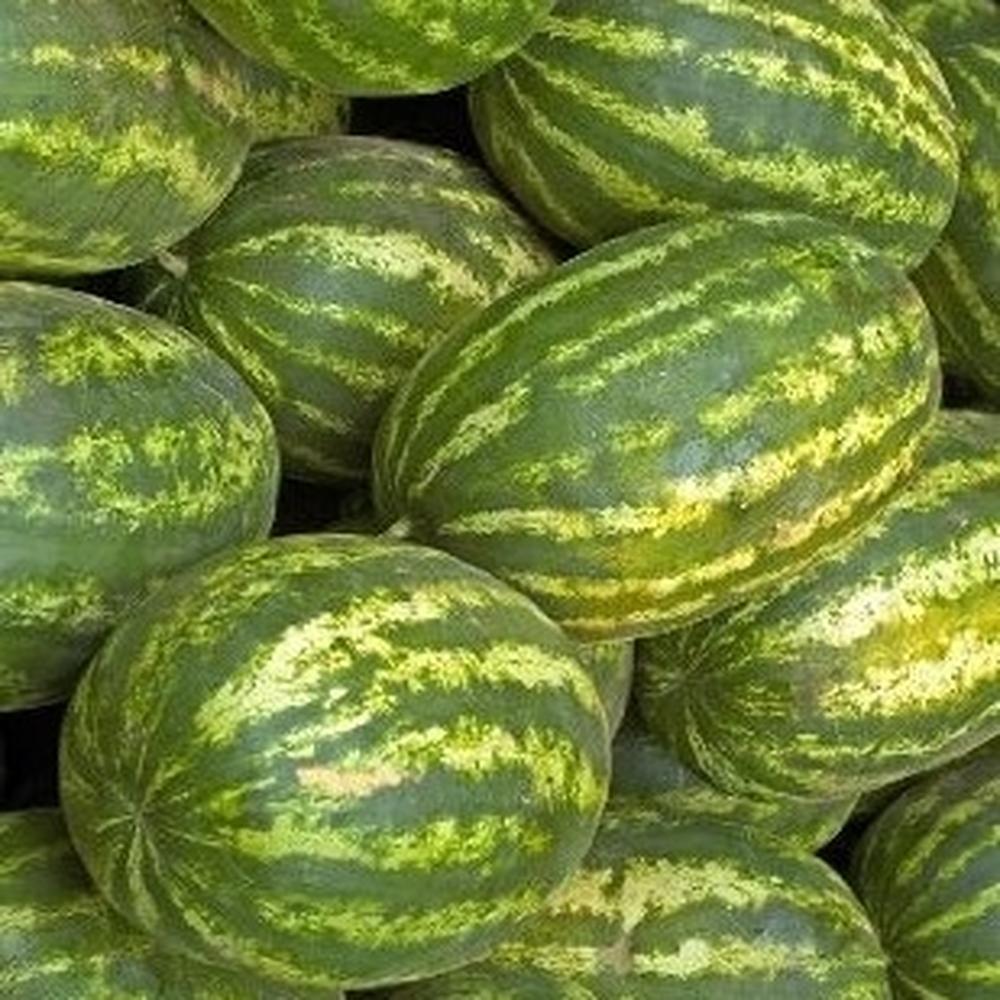 Watermelon Seeds - Klondike Blue Ribbon Striped