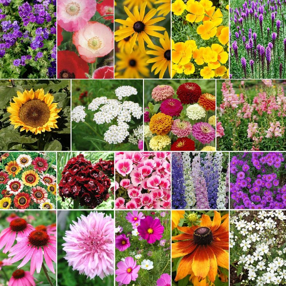 Late Bloomer - Fall Blooming Wildflower Seed Mix