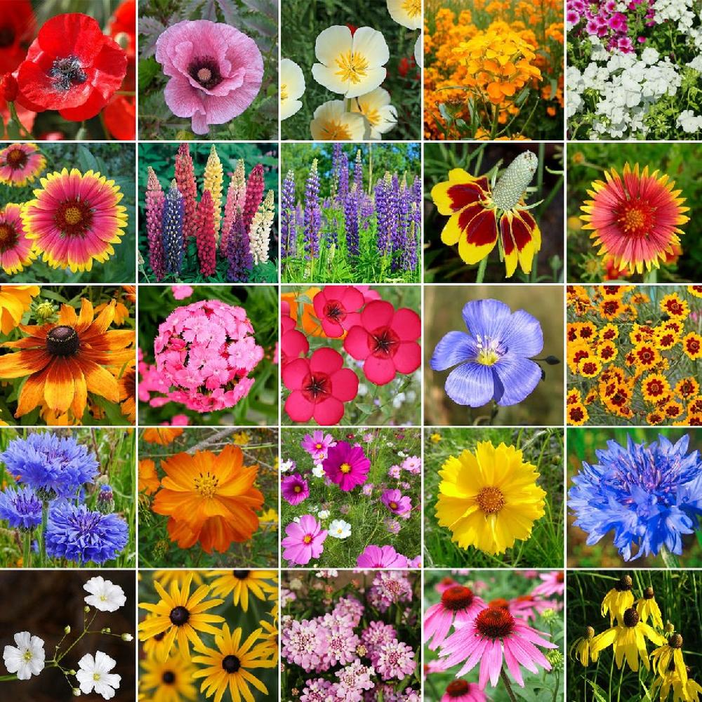 Midwest Wildflower Seed Mix