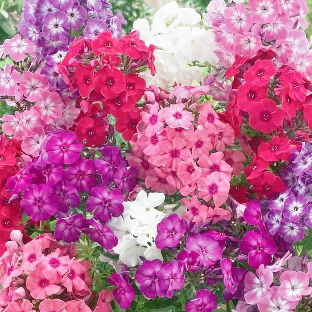 Annual Phlox Seeds - Dwarf Mix