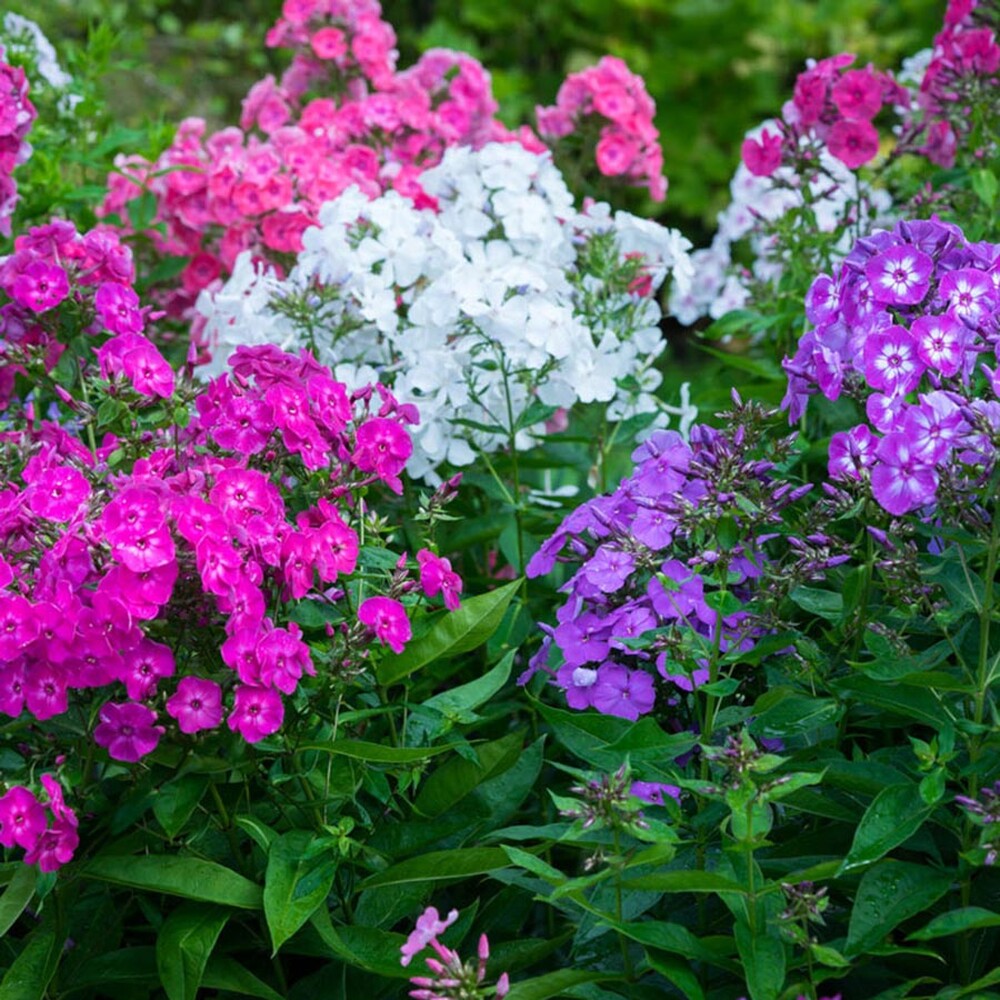 Annual Phlox Seeds - Tall Mix