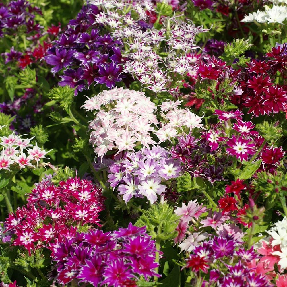 Annual Phlox Seeds - Twinkle Mix