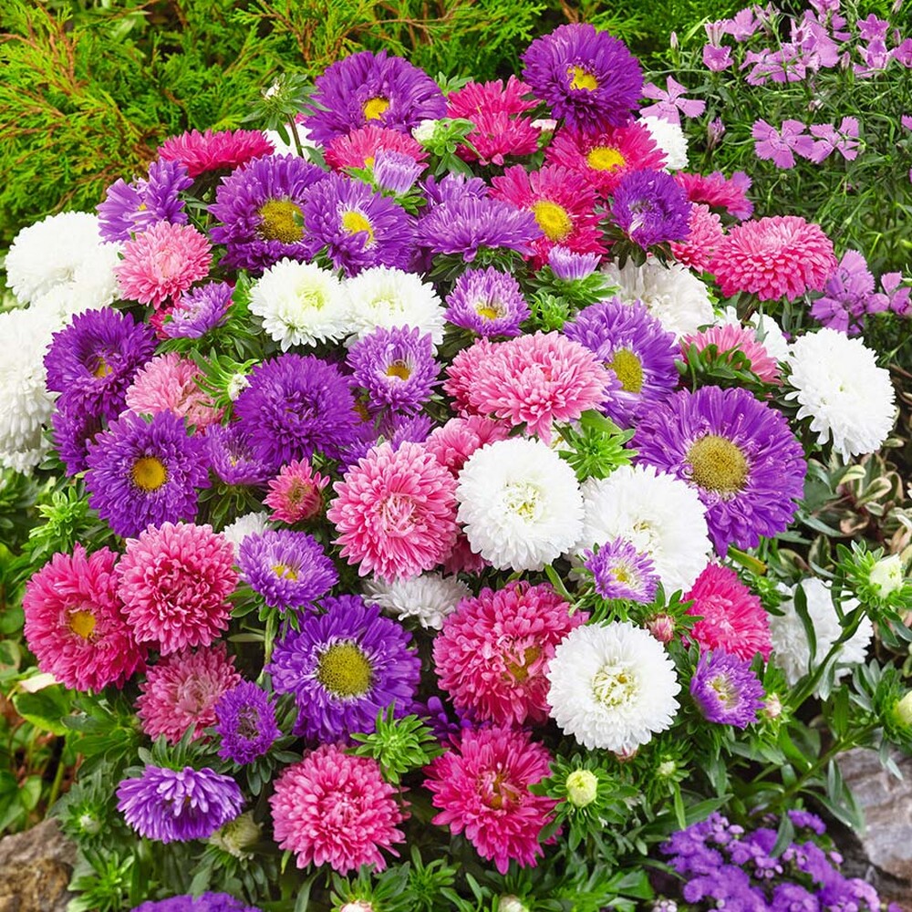 Aster Seeds (Dwarf) - Colour Carpet Mix