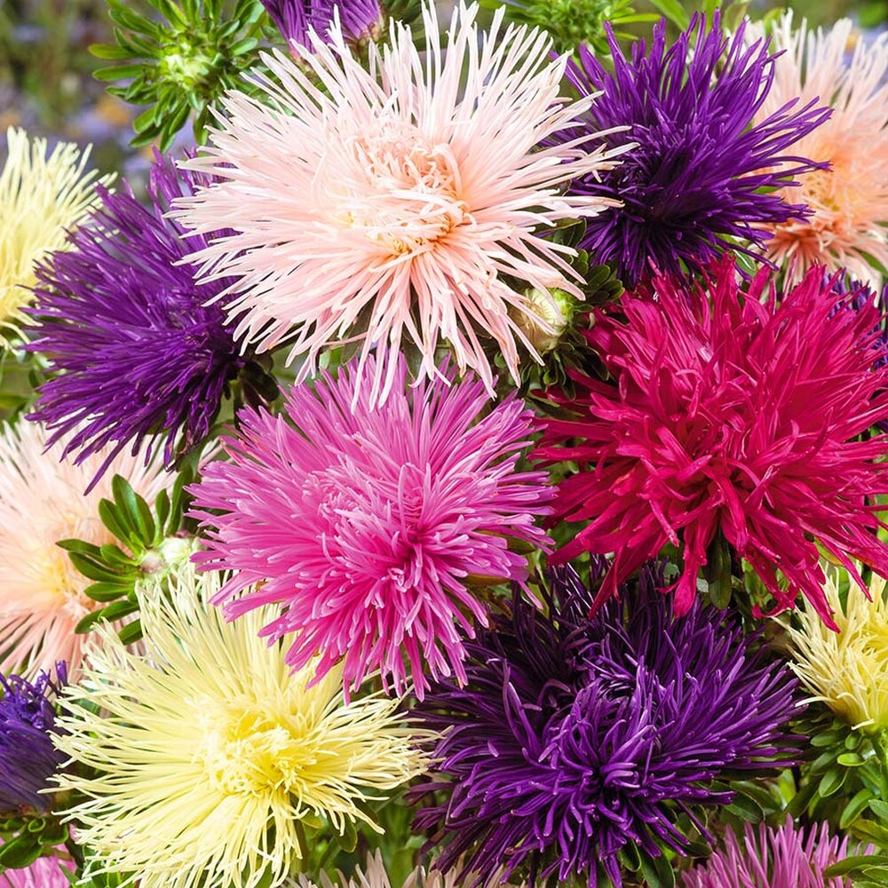 Aster Seeds (Needle) - Nova Mix