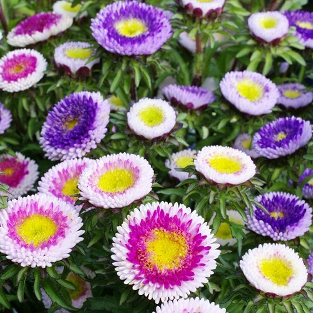 Aster Seeds (Pompon) - Hi-No-Maru Mix