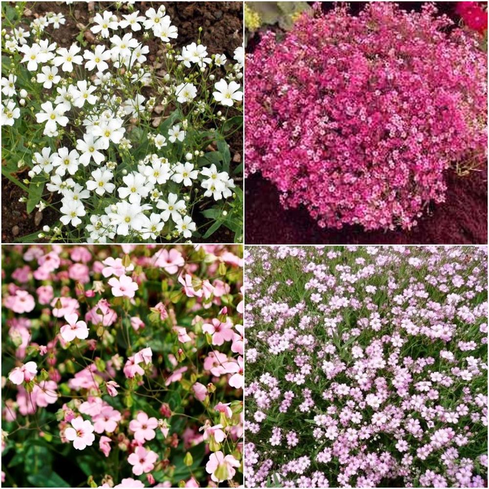 Babys Breath Seeds - Mixed