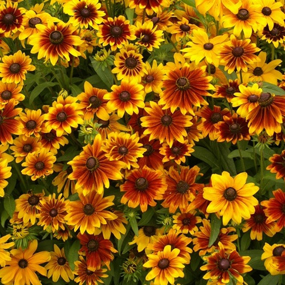 Black Eyed Susan Seeds (Dwarf) - Rustic Mix