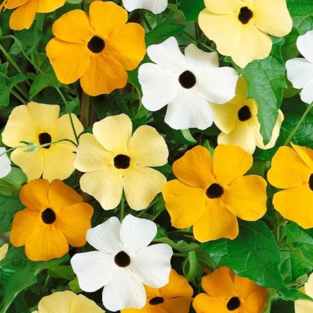 Black Eyed Susan Seeds - Vine Mix