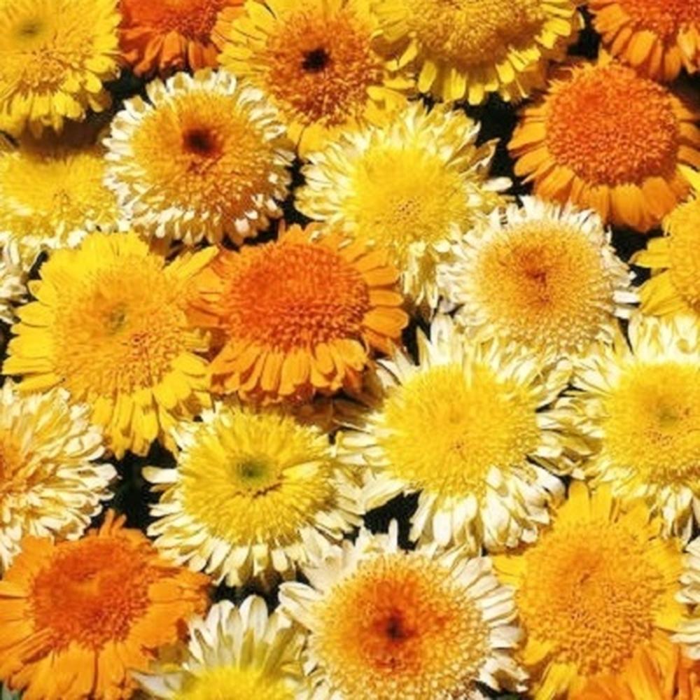 Calendula Seeds - Kablouna Mix