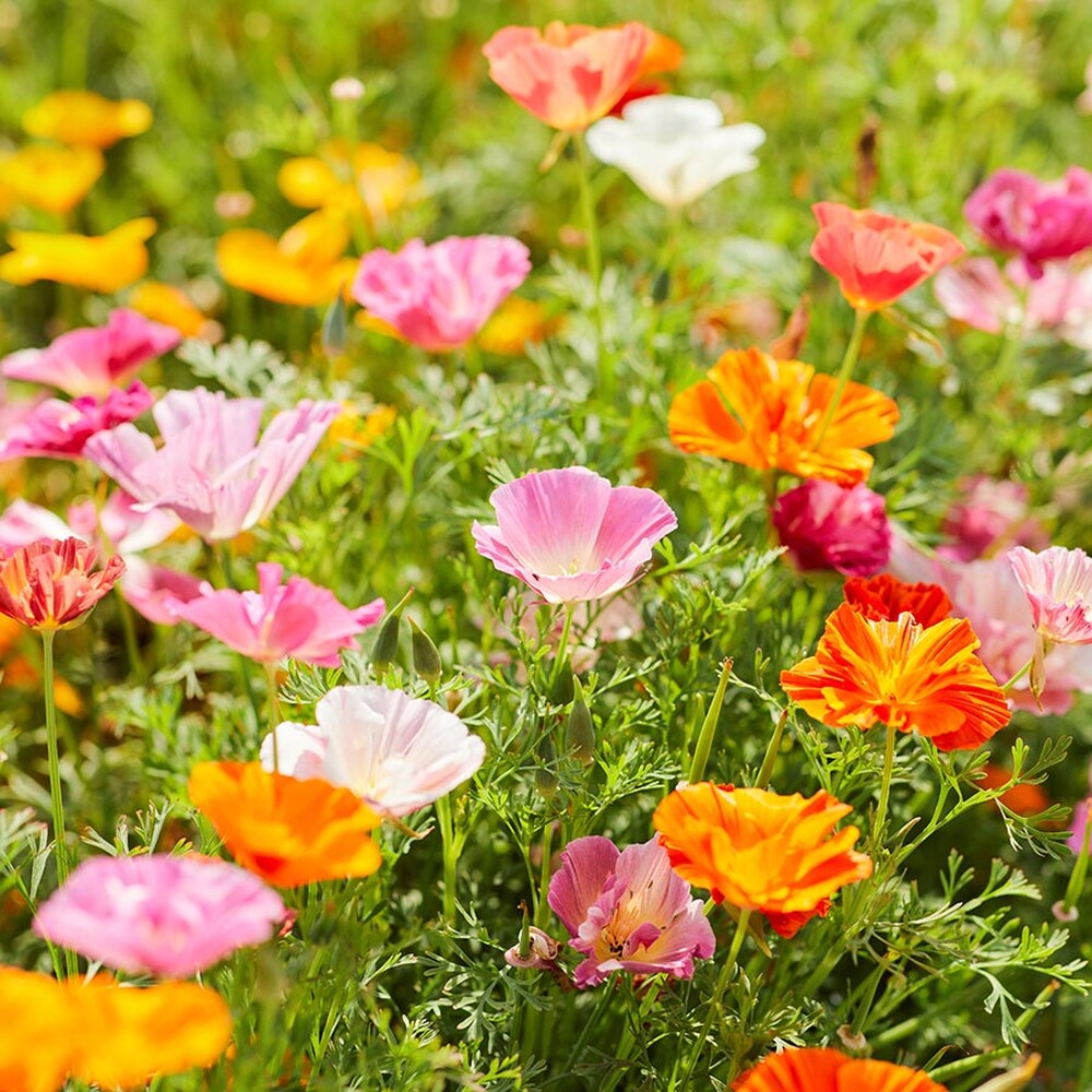 California Poppy Seeds - Mission Bells Mix