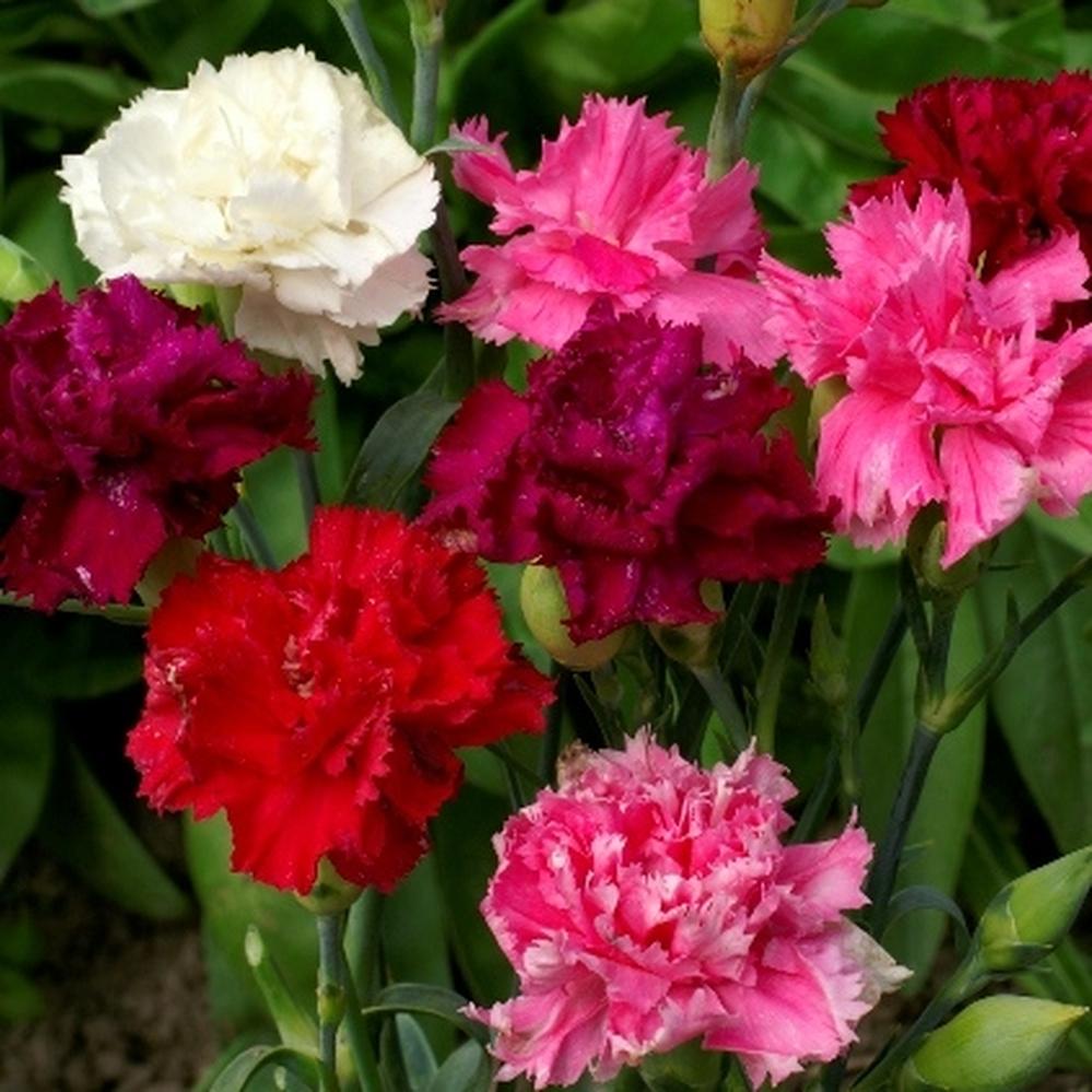 Carnation Seeds - Enfant de Nice Mix