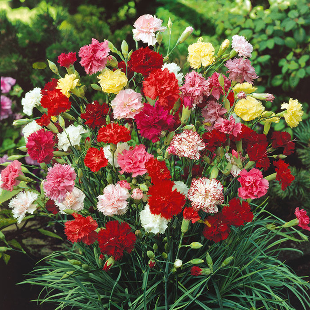 Carnation Seeds - Grenadin Double Mix