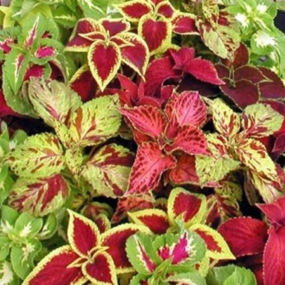 Coleus Blumei - Rainbow Mix