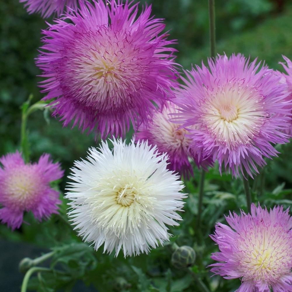 Cornflower Seeds - Imperialis Mix